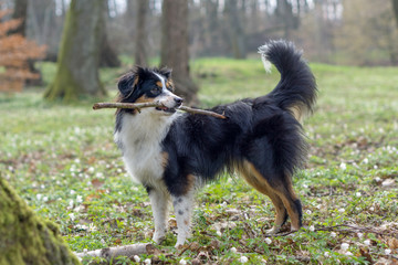 Dog, Miniature Australian Shepherd Puppy