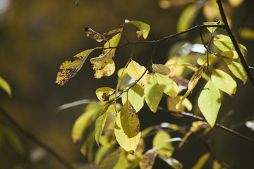 autumn leaves in a sunny morning