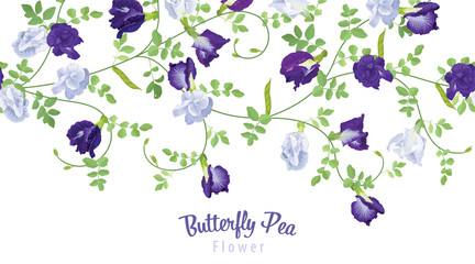 Butterfly pea flowers in blue and white color with leaf on background. Vector set of blooming floral for wedding invitations and greeting card design.
