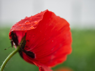 Garden poppy after the rain. Summer rain and poppy closeup.