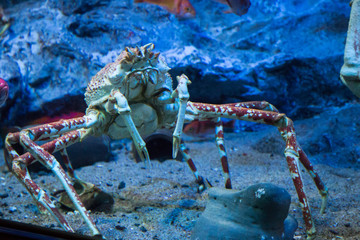 Crab in the sea