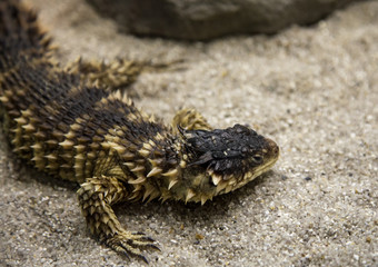 lizard on a rock