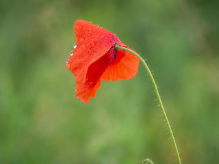 Garden poppy after the rain. Summer rain and poppy closeup.
