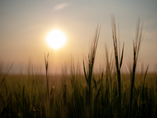 Fototapeta na wymiar Sunset over the grain field. Golden hour and field with grain. Grain closeup.