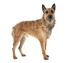 belgian shepherd laekenois