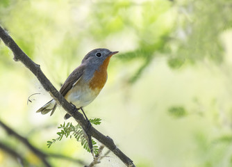 Red breasted flycatcher