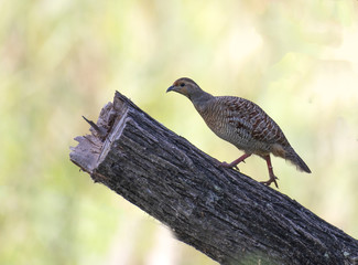 Grey francolin