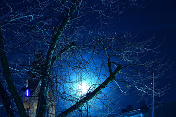 Drzewo w mieście w nocy oświetlone kontrowym światłem latarni. - obrazy, fototapety, plakaty