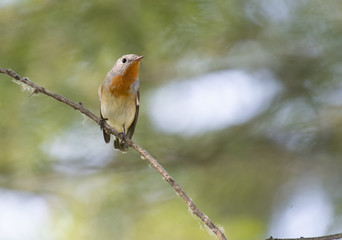 Red breasted flycatcher