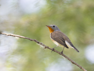 Red breasted flycatcher