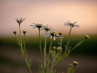 Daises in golden hour. White flowers in golden hour. Daises and sunset.
