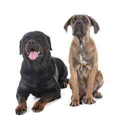 puppy italian mastiff and rottweiler