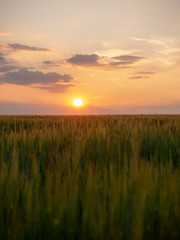 Fototapeta na wymiar Sunset over the grain field. Golden hour and field with grain. Grain closeup.