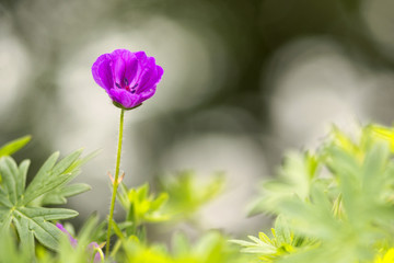Fairylike macro of a single small purple anemone flower with bokeh background