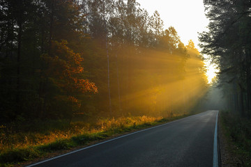 jesień w lesie Warmii