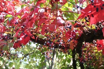 Virginia creeper plant in autmn. Red climbing vine with ripe purple berries.Parthenocissus...