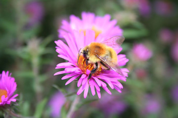 Beautiful honey bee collecting nectar on a PInk Aster Frikarti flower in the garden
