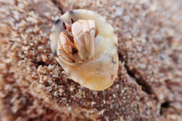 sea crab from egypt
