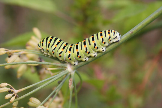Swallowtail caterpillar of Papilio machaon butterfly eating plant in a sunny day
