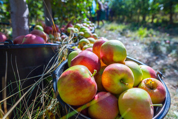 The harvest of fresh ripe red apples just collected from the branches are folded into large plastic...