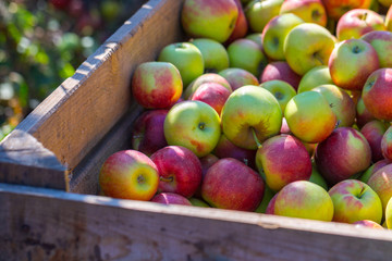 The harvest of fresh ripe red apples just collected from the trees are folded into large wooden pallet containers. A sunny autumn day in farmer's orchards. Production capacity of a orchards farm.