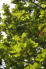 Fototapeta na wymiar Green oak tree in the garden. Quercus family 