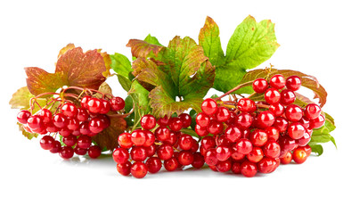 Viburnum with green leaves autumn plant branch and cluster red