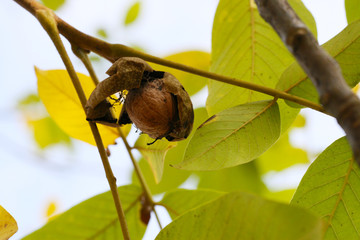 Reife Walnuss hängt in der Schale, Walnüsse ernten, gesunde Ernährung und alternative Medizin, die Heilkräfte der Natur nutzen 