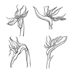 Outline Collection of hand drawn flowers and plants. Monochrome vector illustrations in sketch style, isolated on white background. Monochrome realistic illustration
