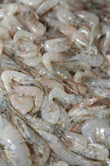 Many small fresh shrimp. Seafood background