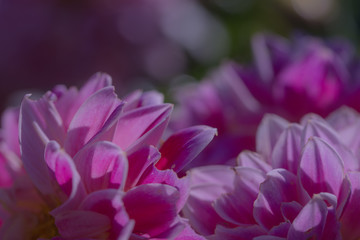 purple dahlia flower close up on a dark background