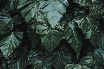 Tropical green leaves on black background