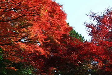 Forest of autumnal leaves full of color