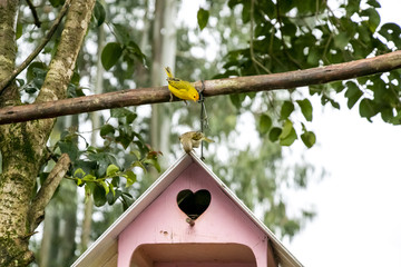 birdhouse on a tree