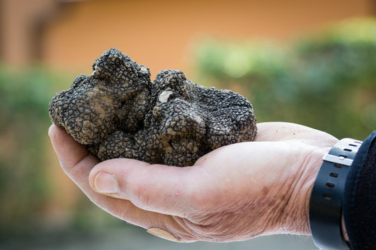 grande tartufo nero estivo scorzone (Tuber aestivum) tenuto in una mano