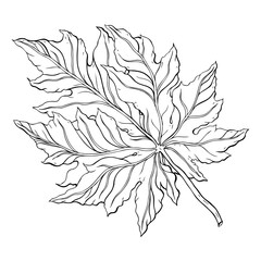 Beautiful detailed leaf. Botanical Hand drawn Vector Outline leaves, isolated on white background. Hand drawn Monochrome realistic illustration
