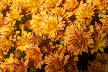 bouquet big yellow and Red chrysanthemums on the street