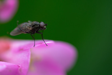 mosca posata su petali di fiore rosa, sfondo verde sfocato