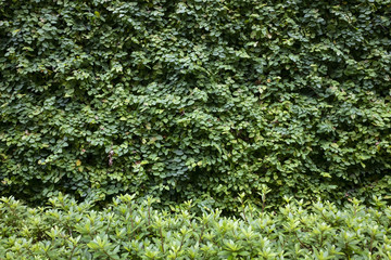Green wall and shrub.