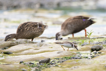 Long-billed plover in front of spot-billed ducks by a river.