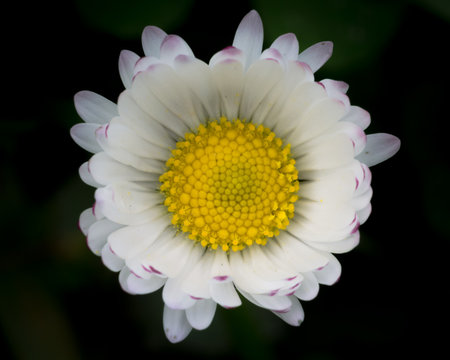 primo piano di margherita in fiore con corolla di petali quasi chiusi