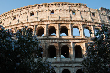 La facciata frontale del Colosseo in mezzo ai fiori all'alba