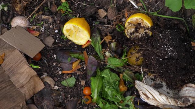 Organic Garden Compost Food