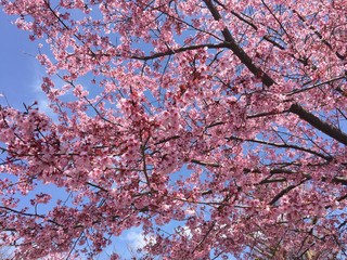 japan sakura cherry