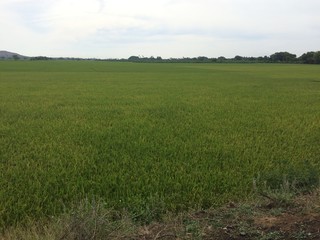 green field and blue sky