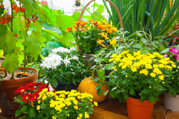 Fototapeta na wymiar Seasonal farmers market goods display. Colorful flowers for autumn holiday decorations at the agriculture fair. Harvest concept.