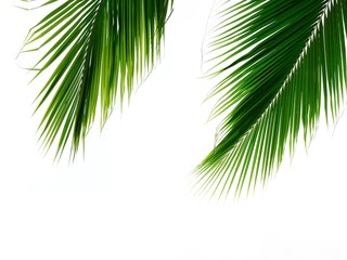 Obraz premium double palm leaves isolated on white