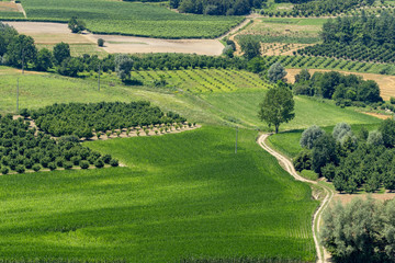 Fototapeta na wymiar Vineyards near Govone, Asti, in Monferrato