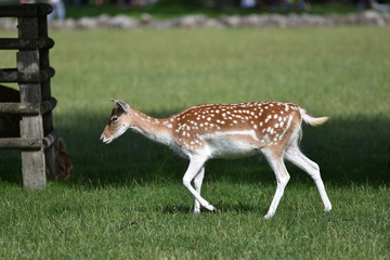 Biche au parc