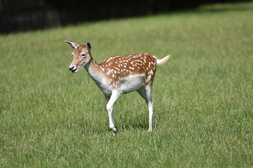 Biche au parc